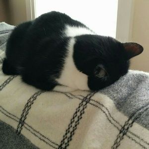 Meet your Posher, Lainey